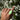 STEADFAST RING • CHRYSOPRASE