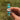 Oasis Trail Ring 1